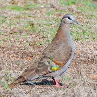 Brush Bronzewing